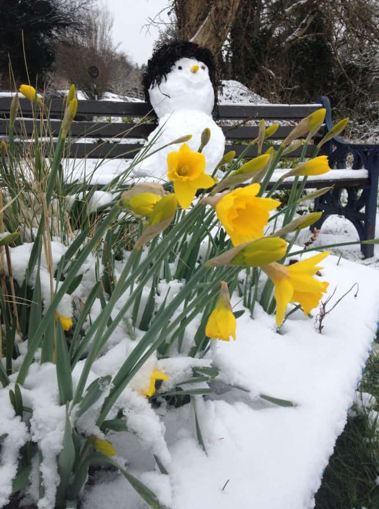 Snowman and Daffodils in Ireland